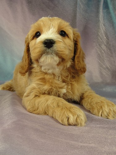 Male Cockapoo Puppy for sale #15 Born December 25, 2011